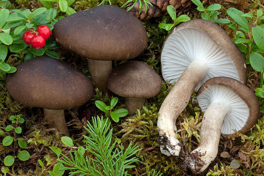 Hygrophorus camarophyllus (Alb. & Schwein.) Dumée, Grandjean & Maire 1912的圖片