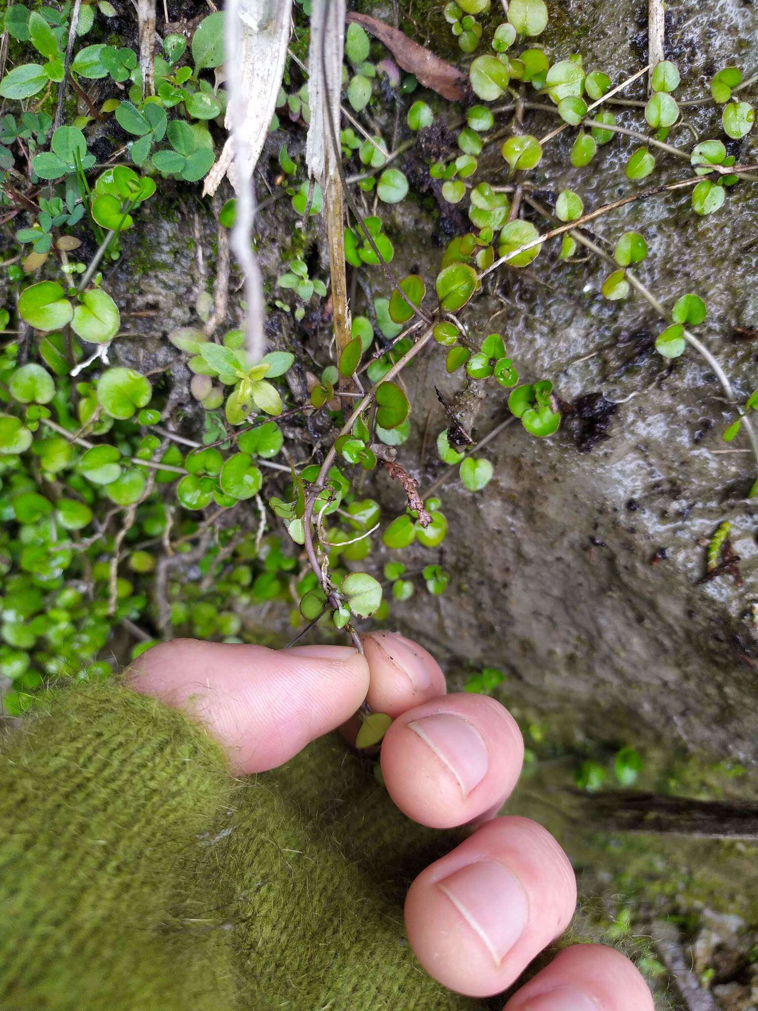 Imagem de Epilobium nummularifolium R. Cunn. ex A. Cunn.