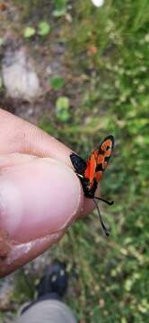 Image of Zygaena hilaris Ochsenheimer 1808