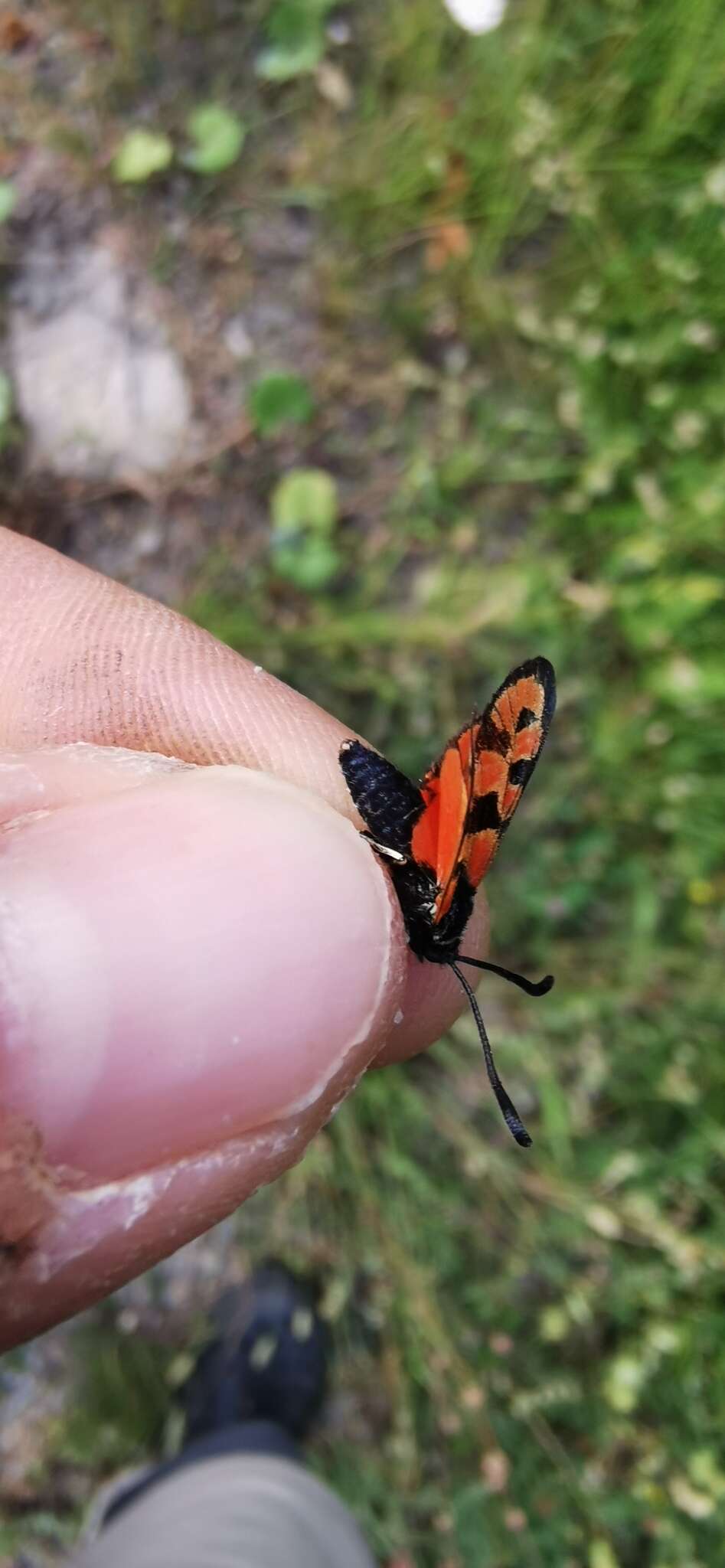 Image of Zygaena hilaris Ochsenheimer 1808