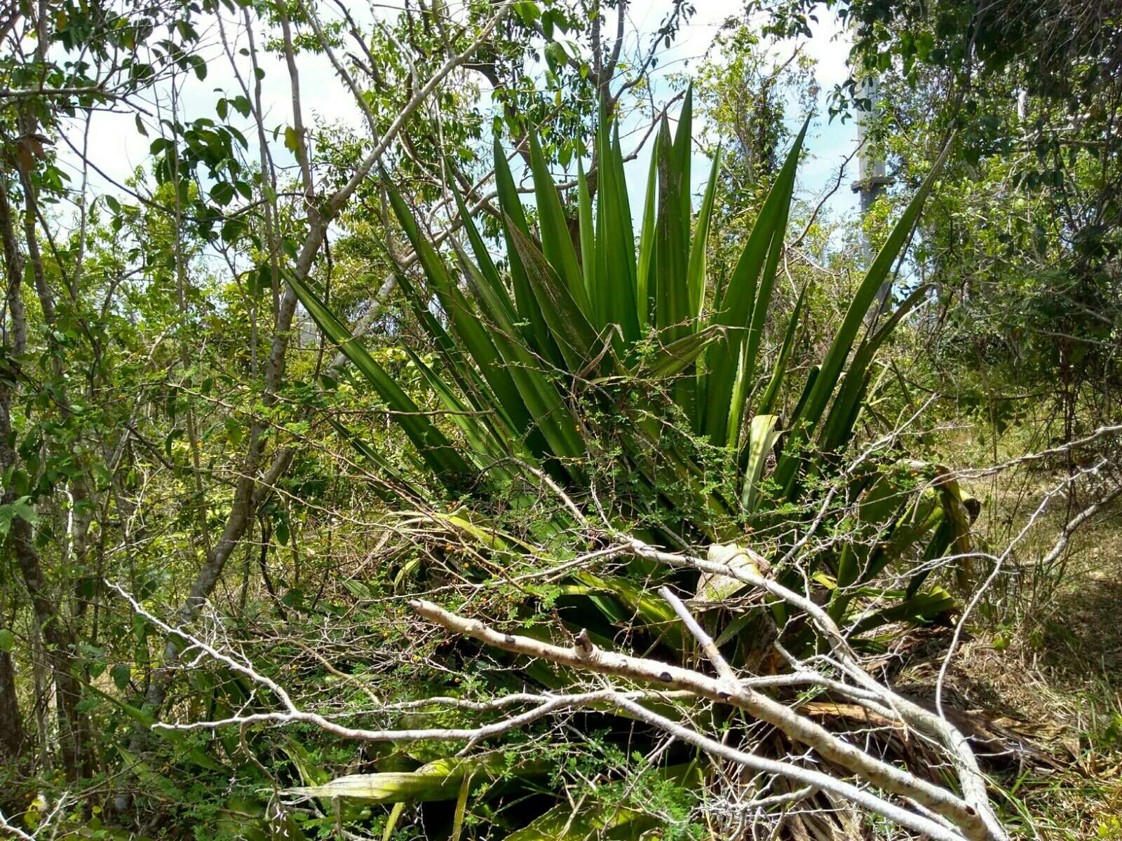 Furcraea tuberosa (Mill.) Aiton的圖片