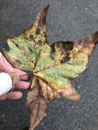 Image of Plane anthracnose