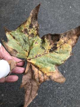 Image of Plane anthracnose