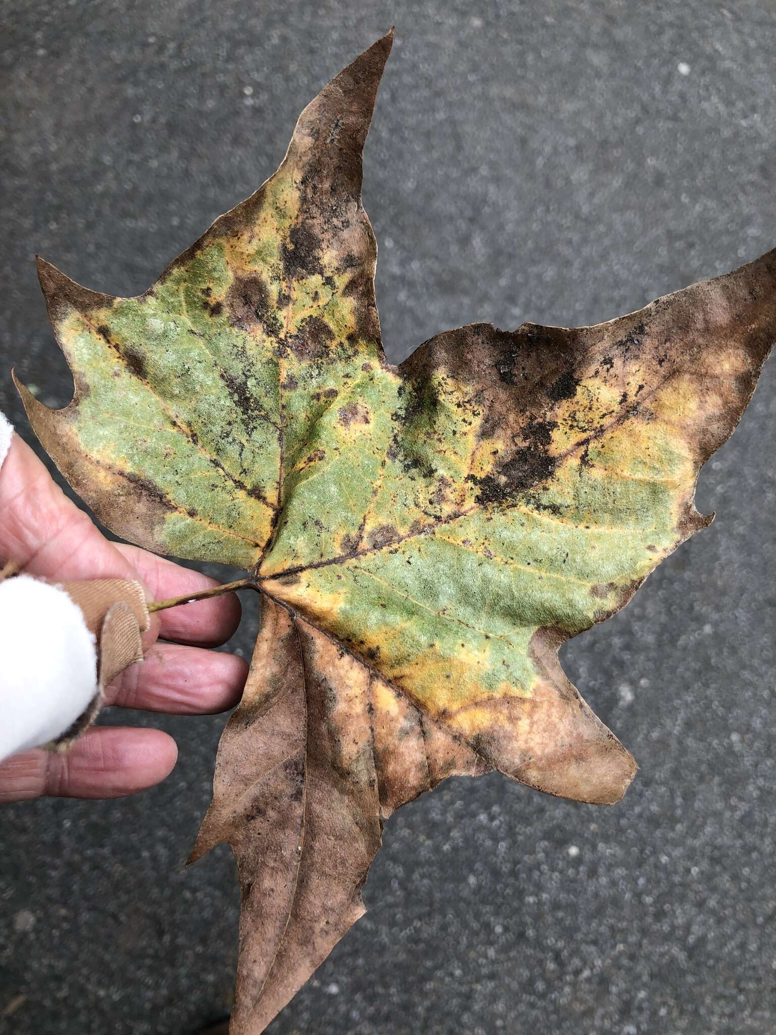 Image of Plane anthracnose