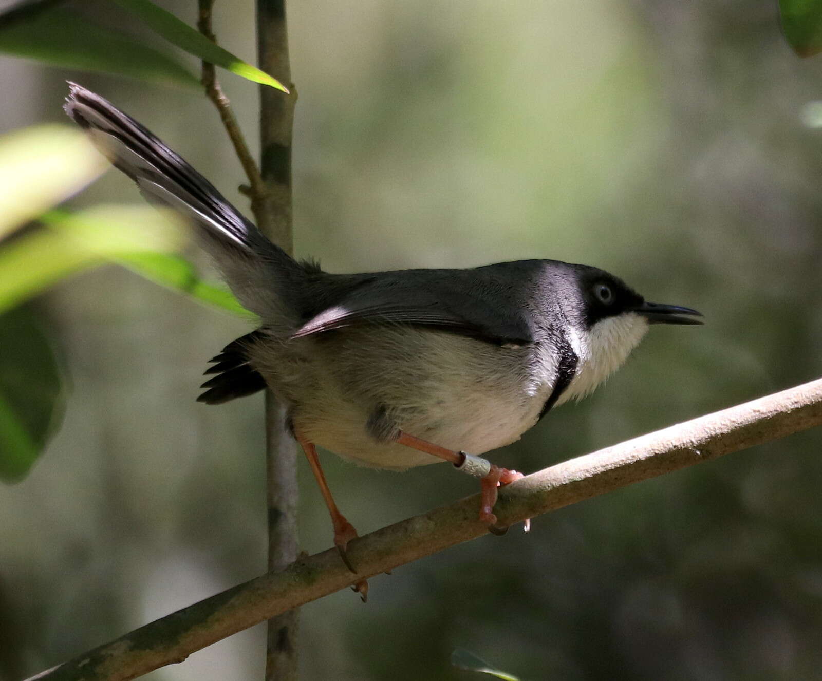 Image of Apalis thoracica claudei Sclater & WL 1910