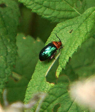 Image of flea beetle