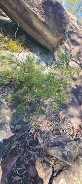 Image of Grevillea phylicoides R. Br.