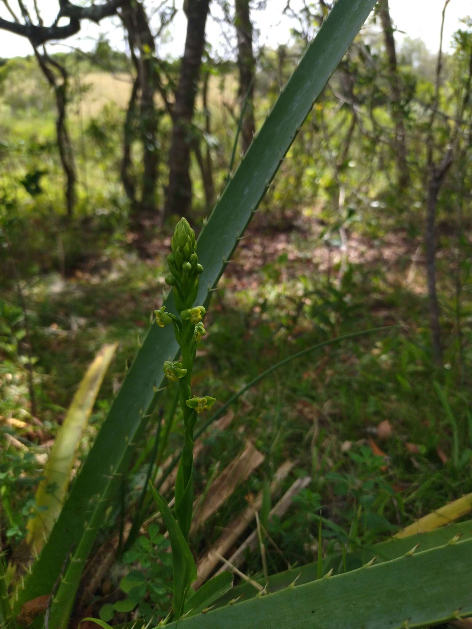 Image of Habenaria henscheniana Barb. Rodr.