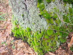 Image of dicranum moss