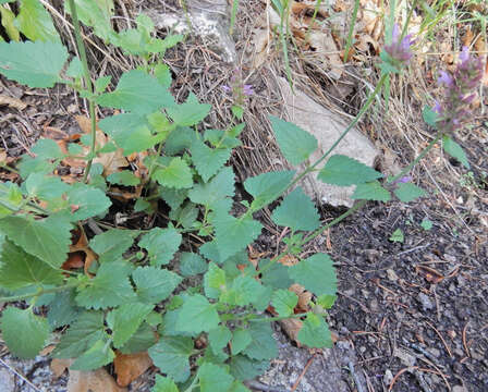 Imagem de Agastache pallidiflora subsp. neomexicana (Briq.) Lint & Epling