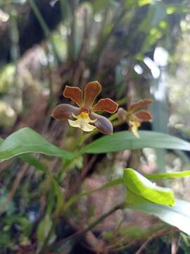 Слика од Prosthechea varicosa (Bateman ex Lindl.) W. E. Higgins