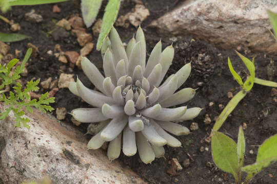 Image of Orostachys japonica A. Berger