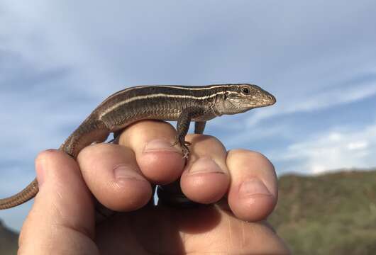 Image of Canyon Spotted Whiptail