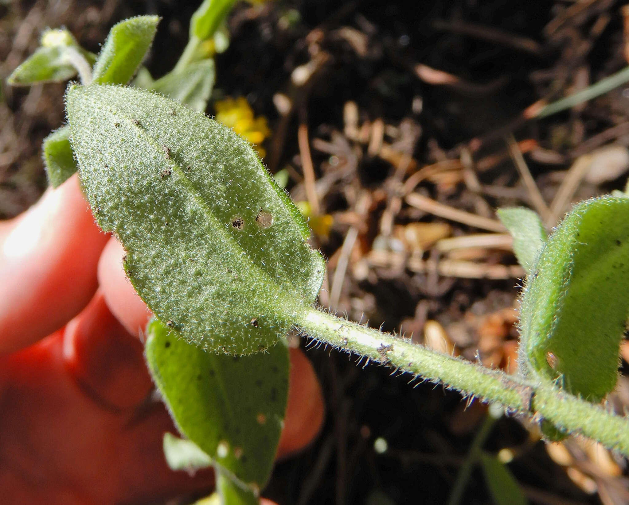 Image de Draba helleriana Greene