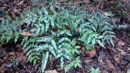 Image of Berberis moranensis Schult. & Schult. fil.