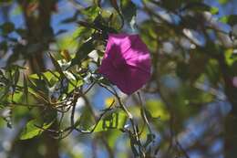 Image de Ipomoea bernoulliana Peter