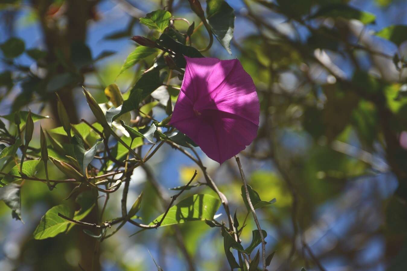 Image of Ipomoea bernoulliana Peter