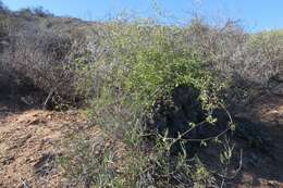 Image of hottentot-bread