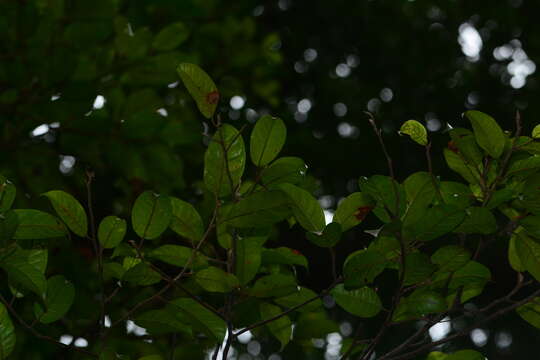 Image of Ficus nervosa Heyne ex Roth