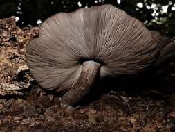 Image of Pluteus microspermus E. Horak 2008