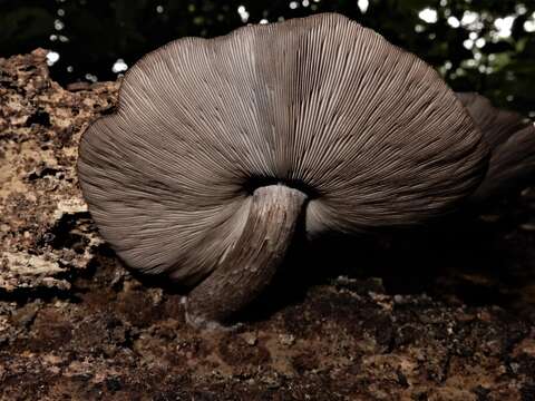 Слика од Pluteus microspermus E. Horak 2008