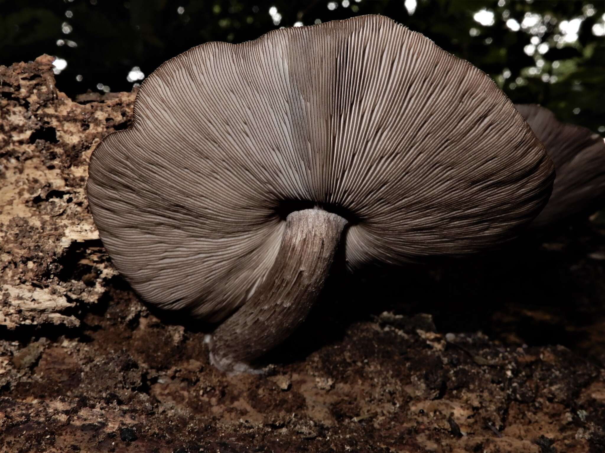 Image of Pluteus microspermus E. Horak 2008