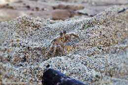 Image of Atlantic Ghost Crab