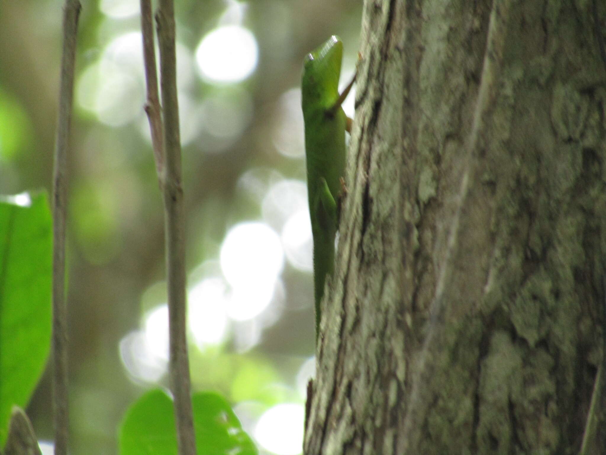 Image of Jamaican giant anole