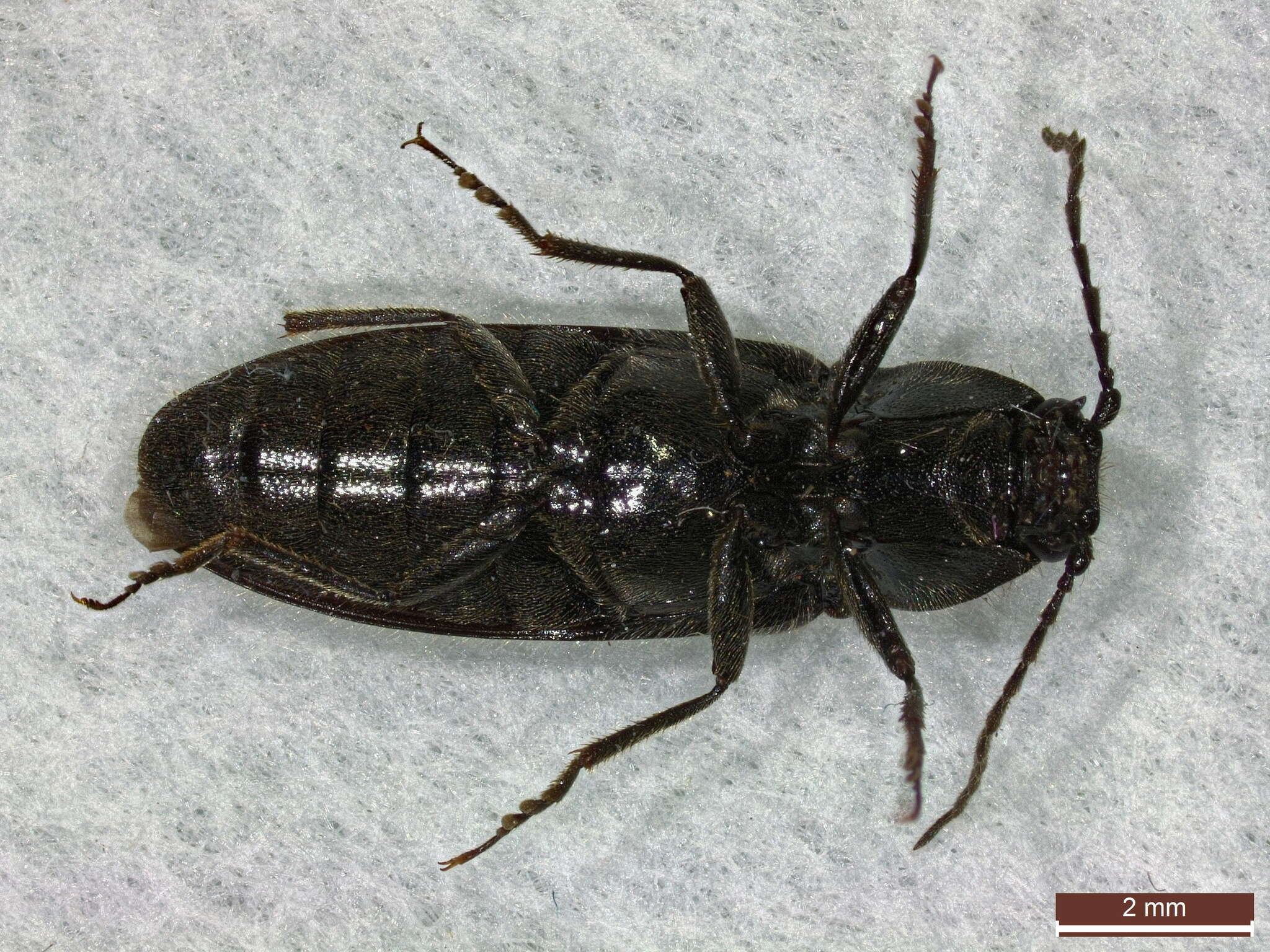 Image of Hemicrepidius niger (Linnaeus 1758)