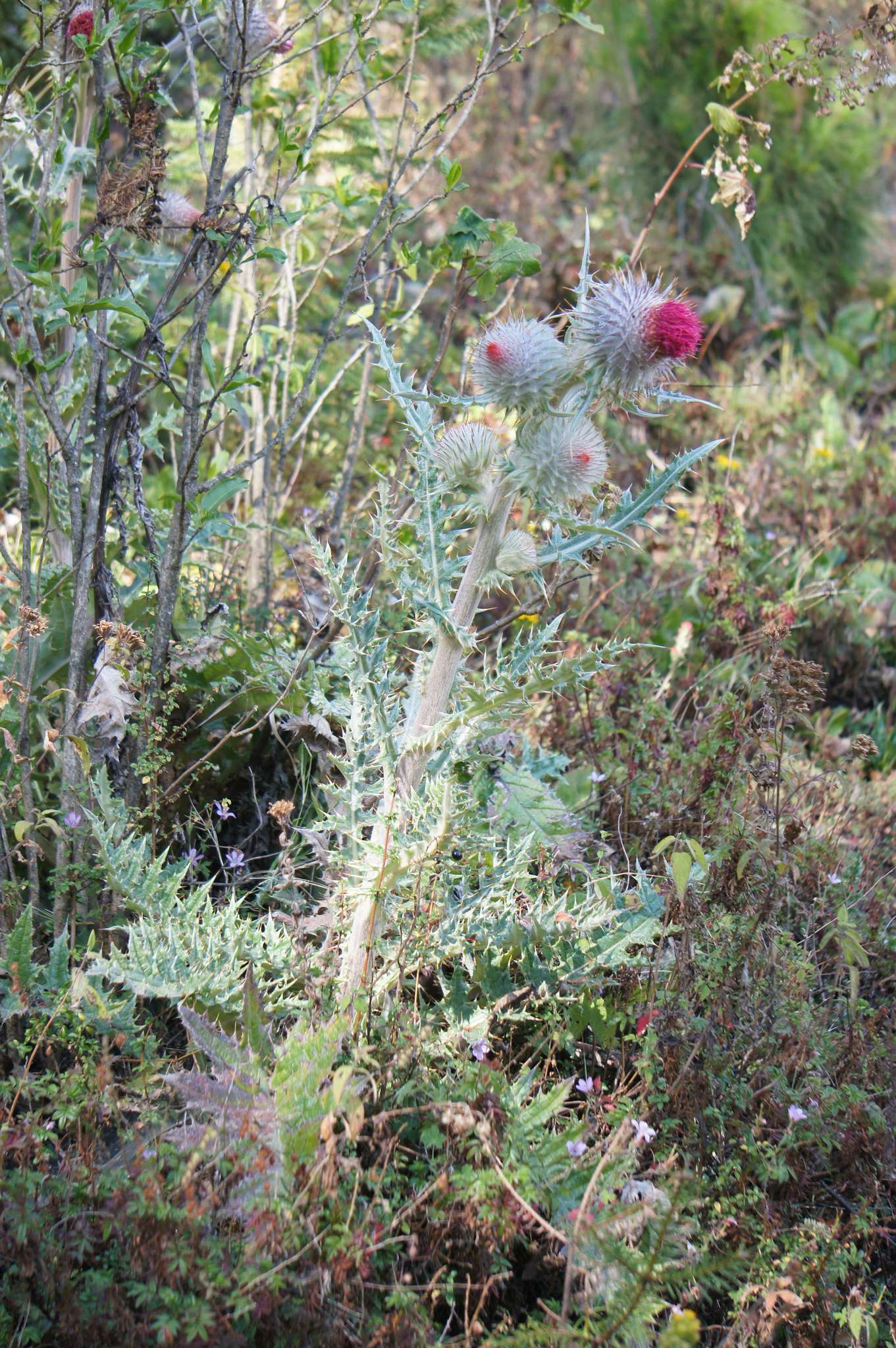 Cirsium ehrenbergii Sch. Bip.的圖片