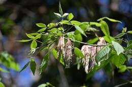 Image de Acer negundo var. mexicanum (DC.) Kuntze