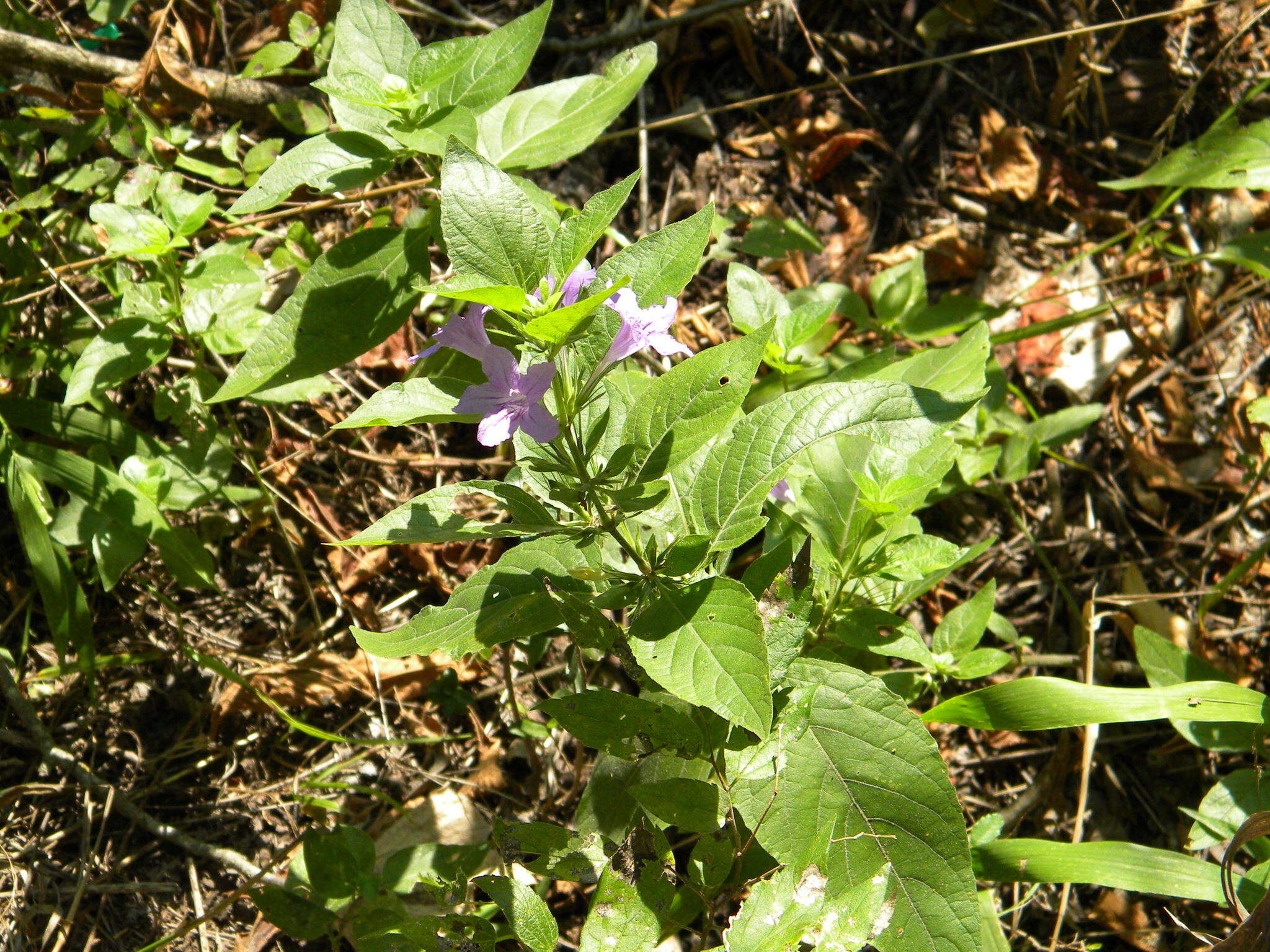 Image of Drummond's wild petunia