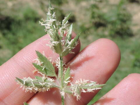 Image of Creeping Love Grass