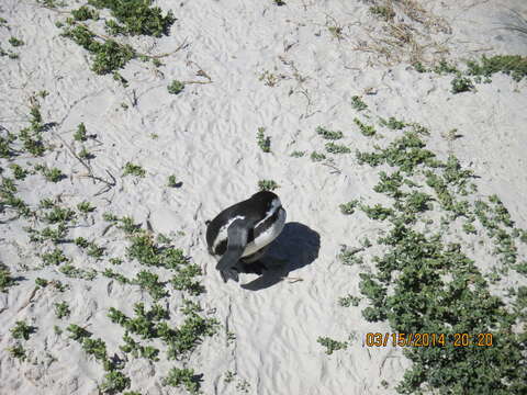 Image of African Penguin