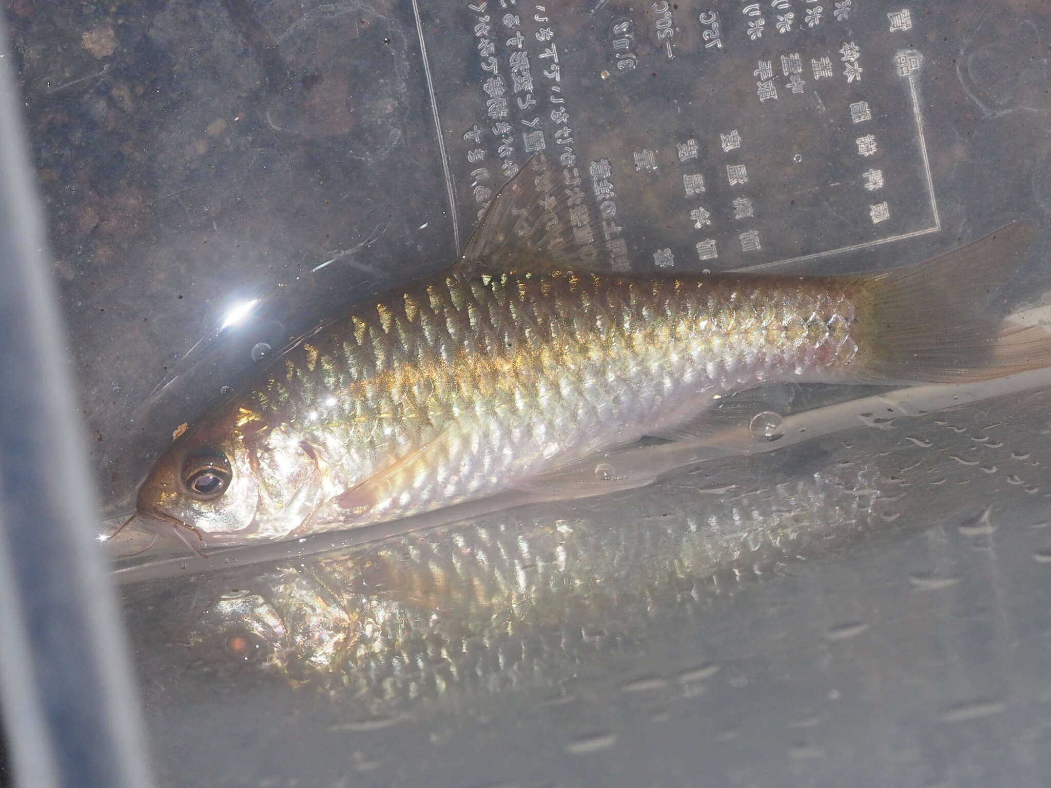 Image of Spotted barb