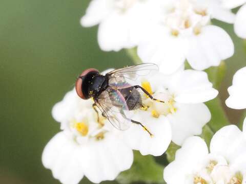 Image of Phasia pusilla Meigen 1824