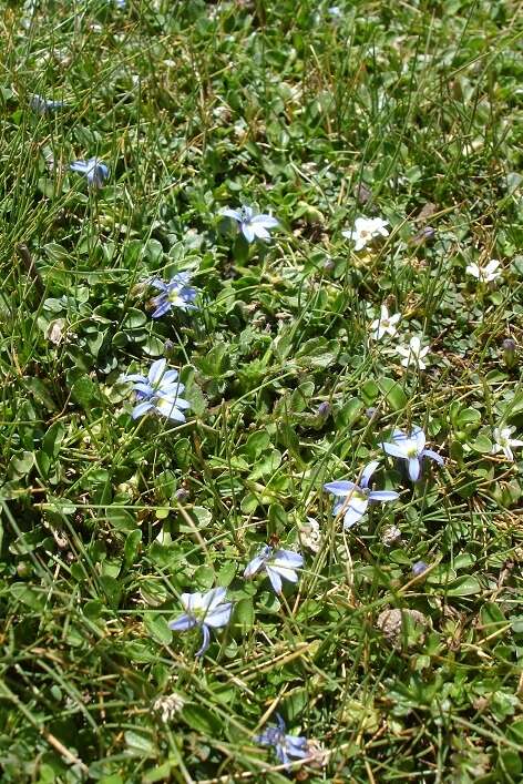 Sivun Lobelia galpinii Schltr. kuva