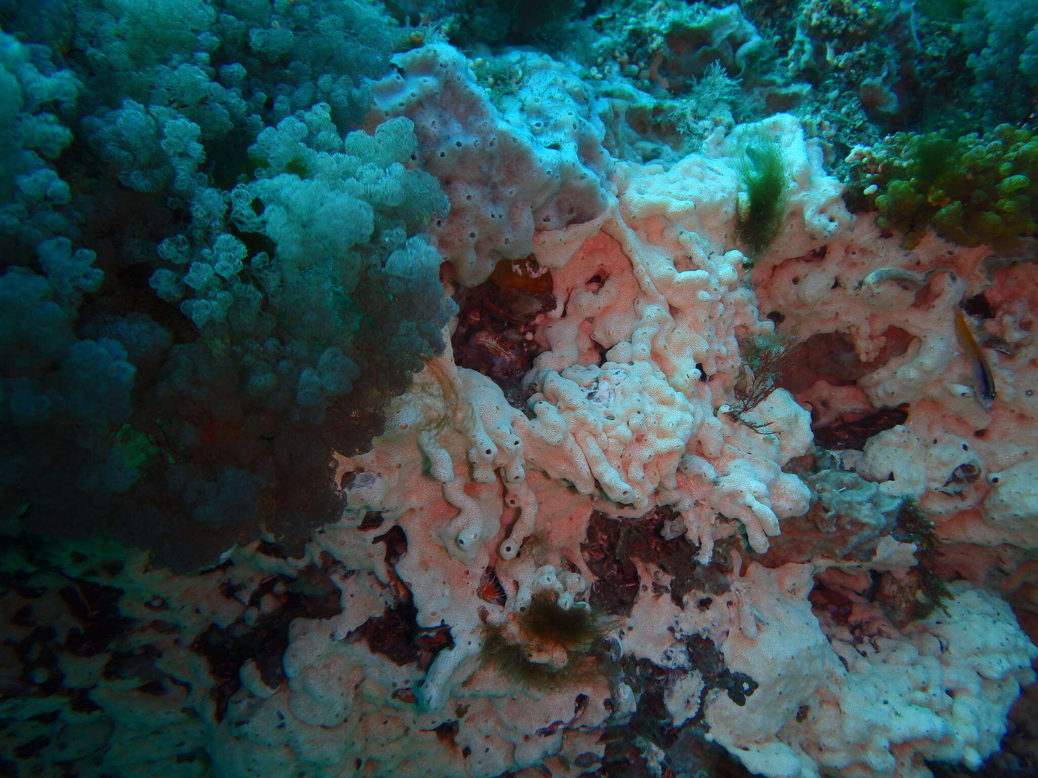 Image of Yellow-and-black Triplefin