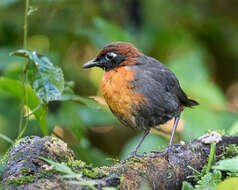 Image of Rufous-breasted Antthrush