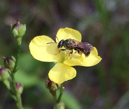 Image of Reticulate Dialictus