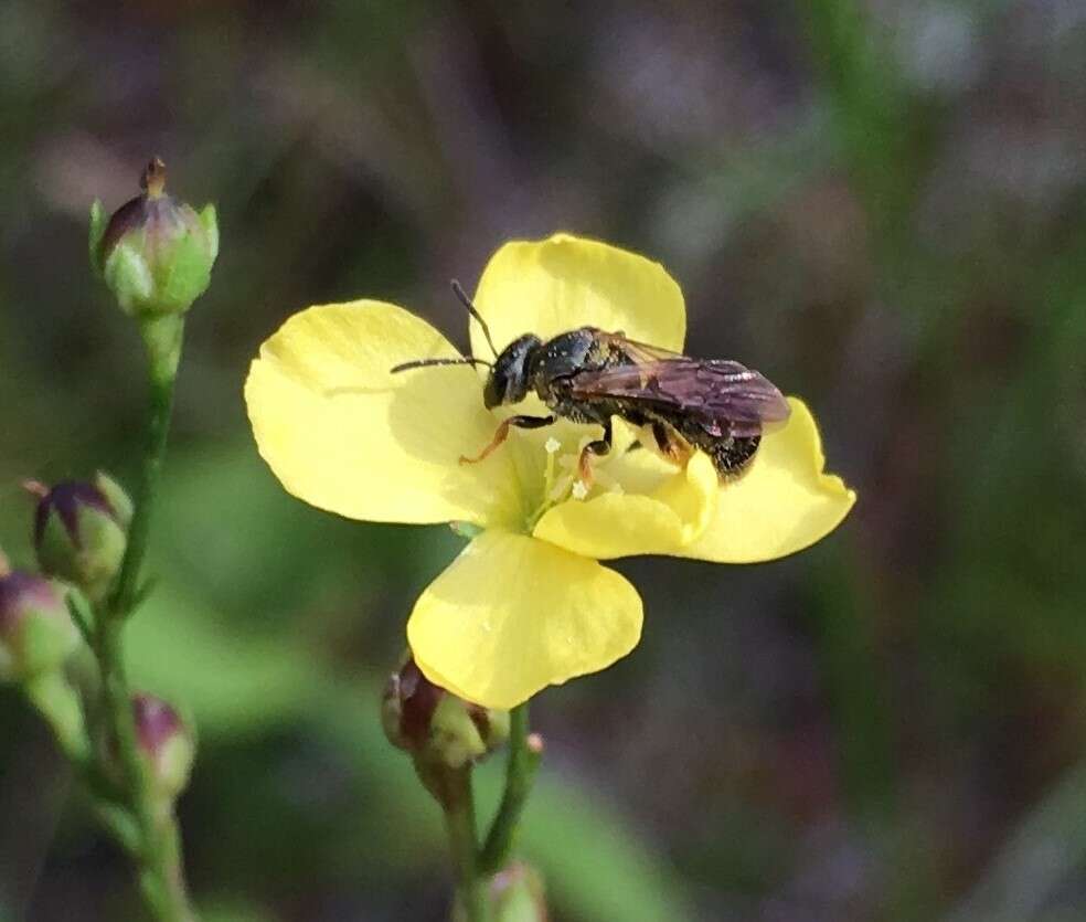 Lasioglossum reticulatum (Robertson 1892)的圖片