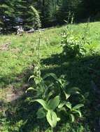 Image of Veratrum viride var. eschscholtzianum (Schult. & Schult. fil.) Breitung