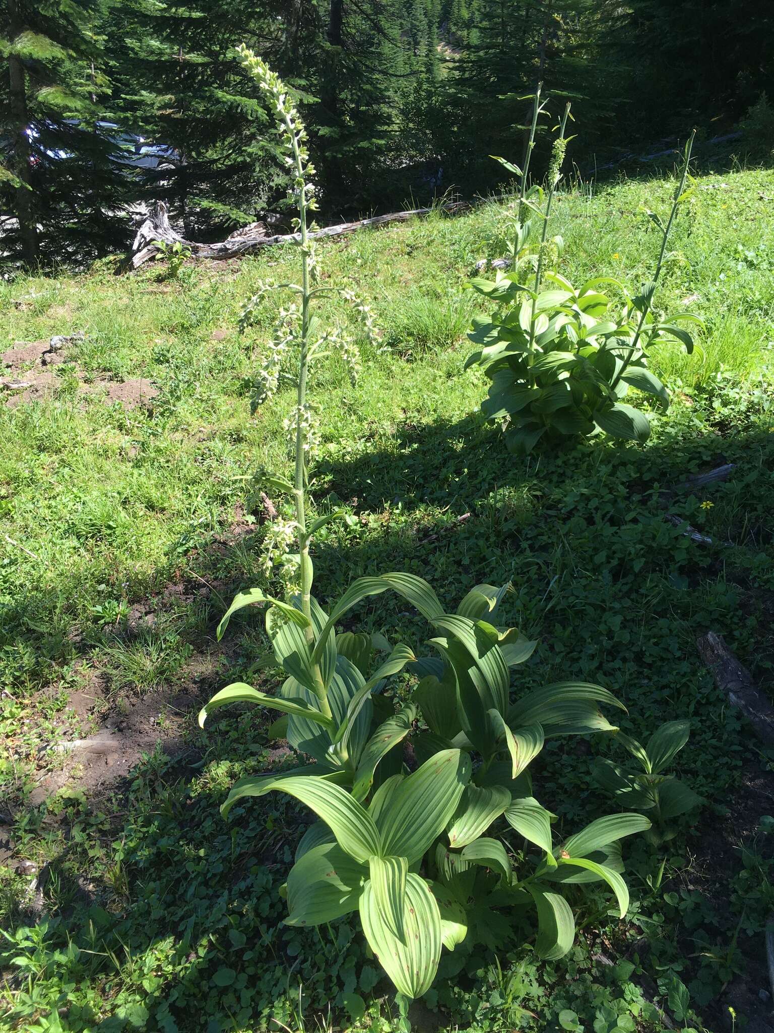 Image of False Green Hellebore