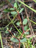 Слика од Euphorbia porteriana (Small) Oudejans