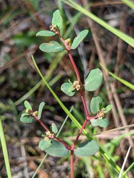 Слика од Euphorbia porteriana (Small) Oudejans