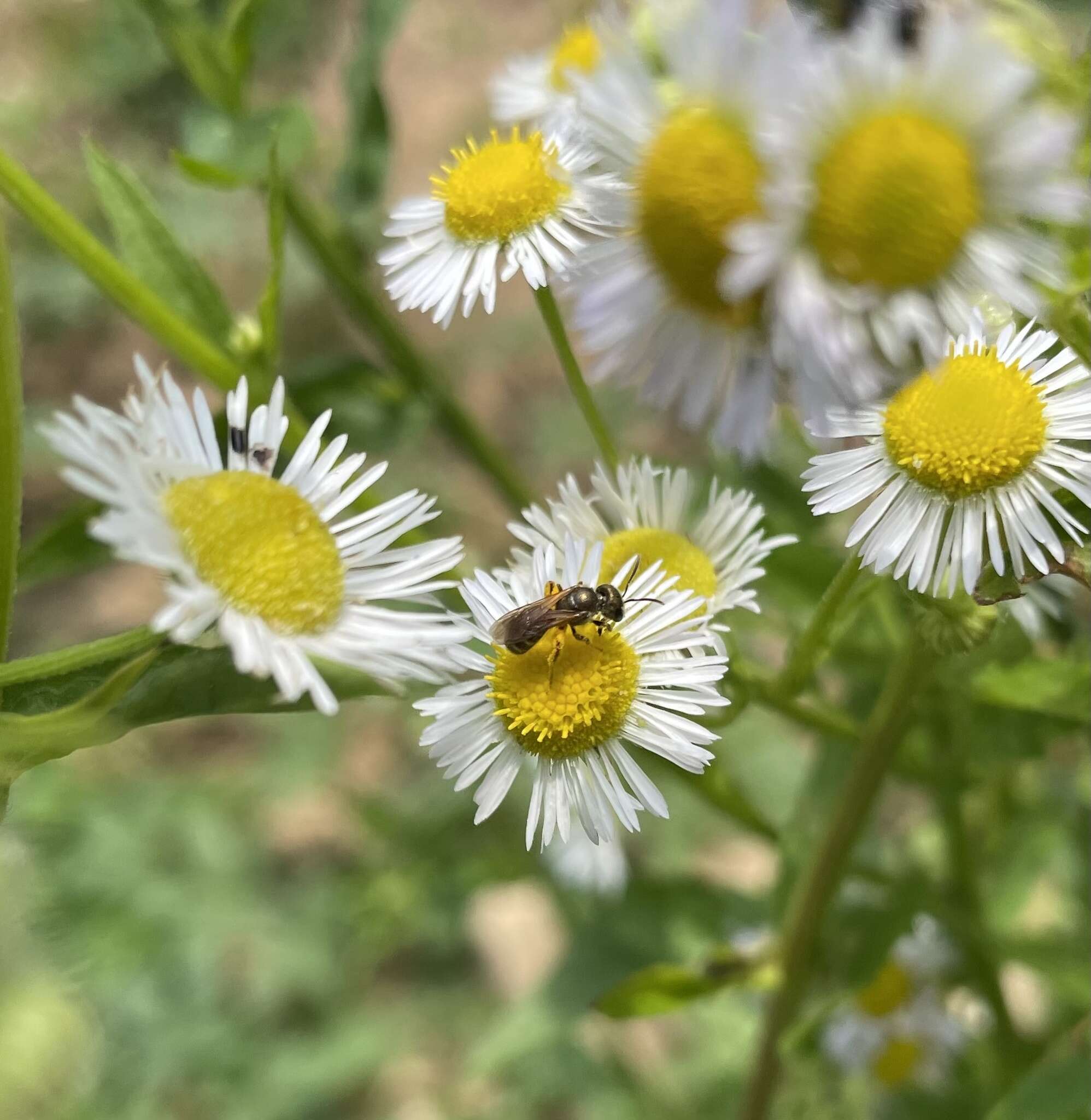 Image of Halictus aerarius Smith 1873