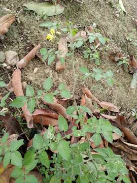 Image of currant tomato