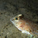 Image of Spotted dragonet