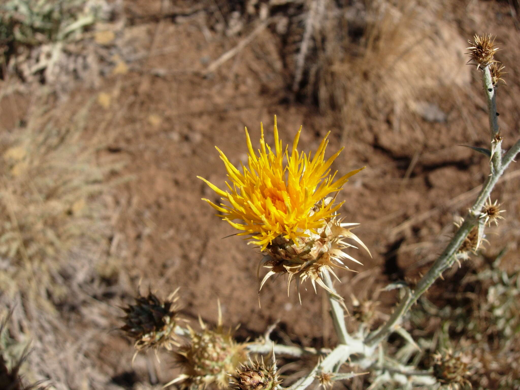 Image of Centaurea onopordifolia Boiss.