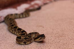 Image of Crotalus molossus molossus Baird & Girard 1853